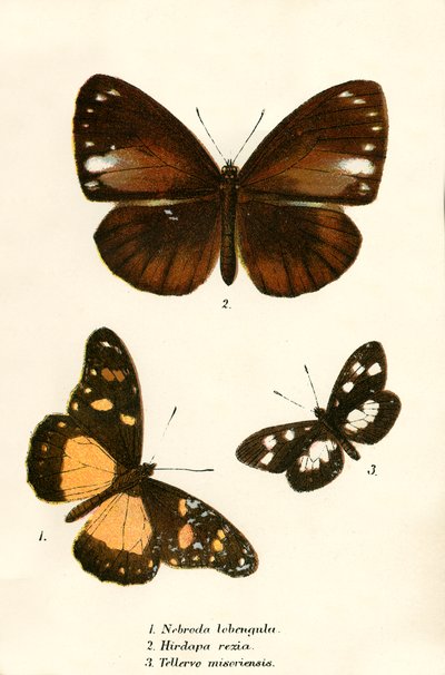 Mariposas de English School