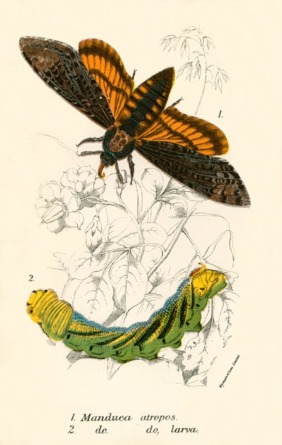 Mariposas de English School