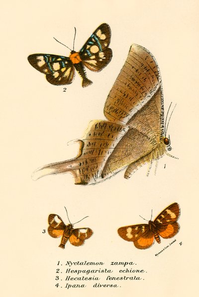 Mariposas de English School