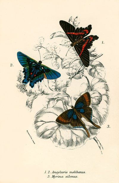 Mariposas de English School