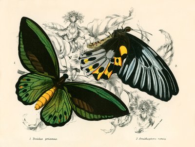 Mariposas de English School