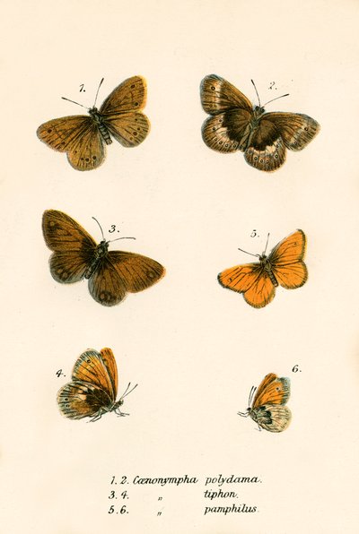 Mariposas de English School