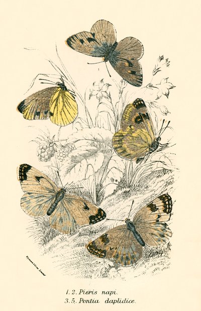 Mariposas de English School