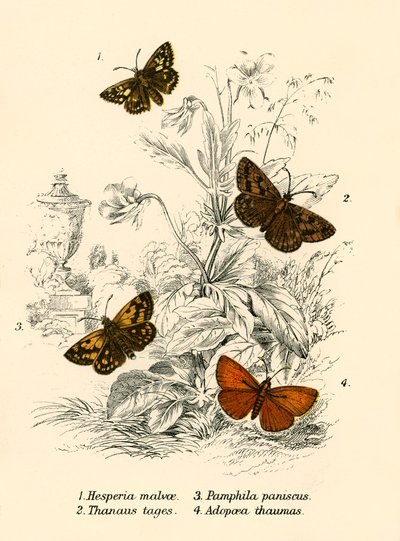 Mariposas de English School