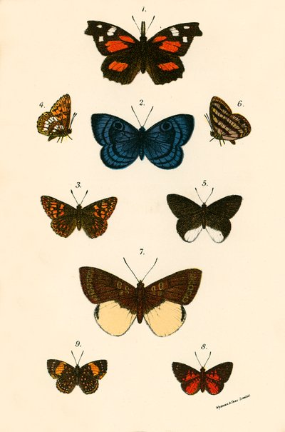 Mariposas de English School