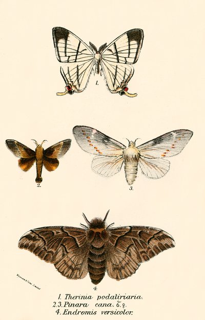 Mariposas de English School