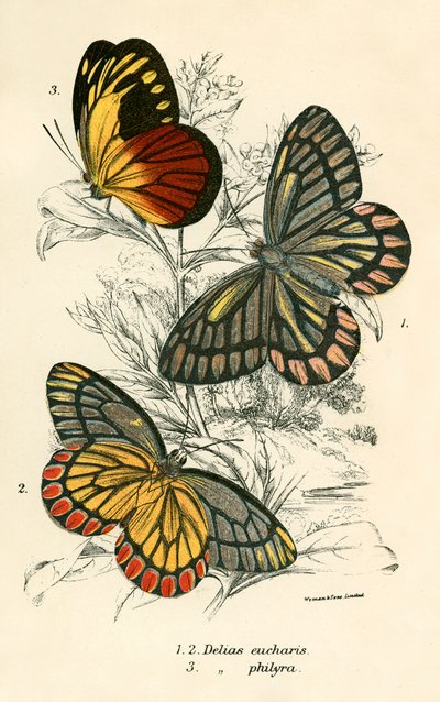 Mariposas de English School