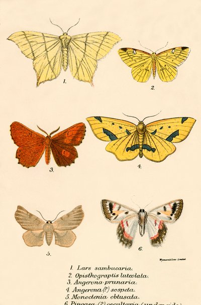 Mariposas de English School