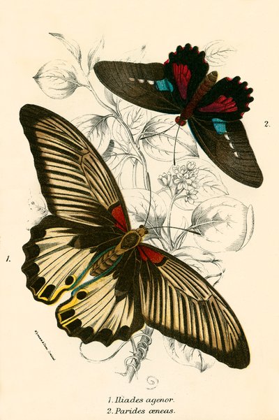 Mariposas de English School