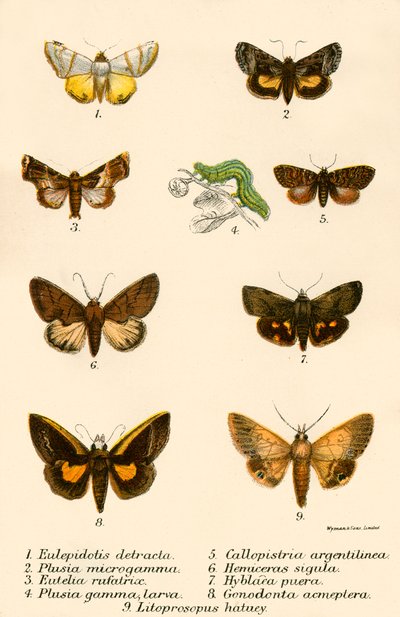 Mariposas de English School