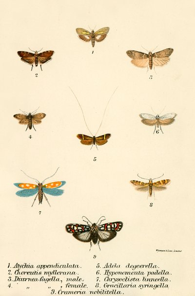 Mariposas de English School