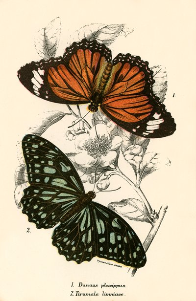 Mariposas de English School