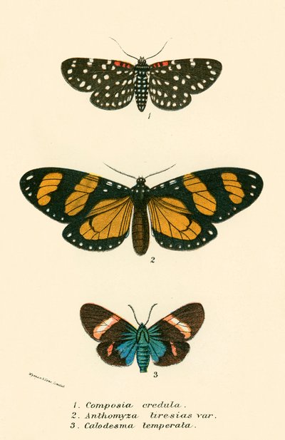 Mariposas de English School
