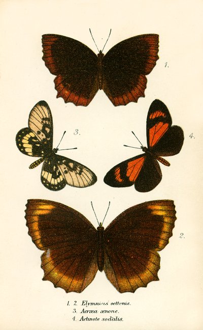 Mariposas de English School