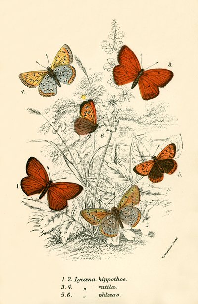 Mariposas de English School