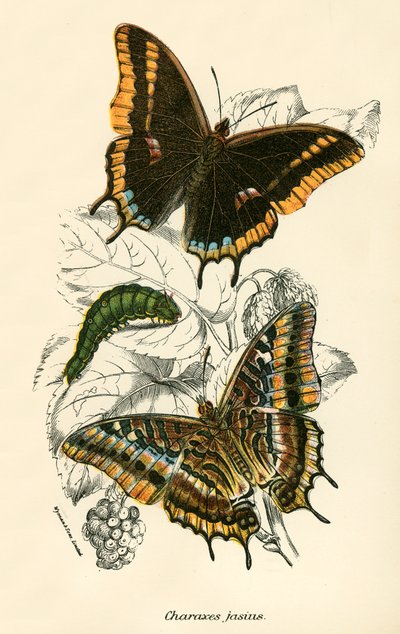 Mariposas de English School