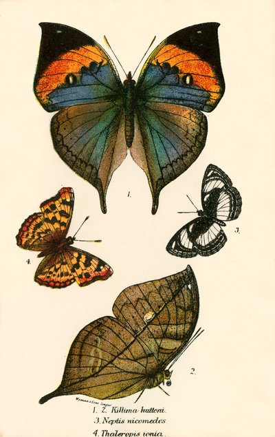 Mariposas de English School