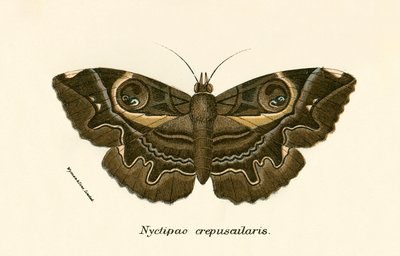 Mariposas de English School