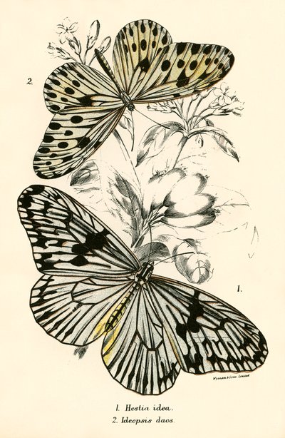 Mariposas de English School