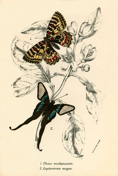 Mariposas de English School