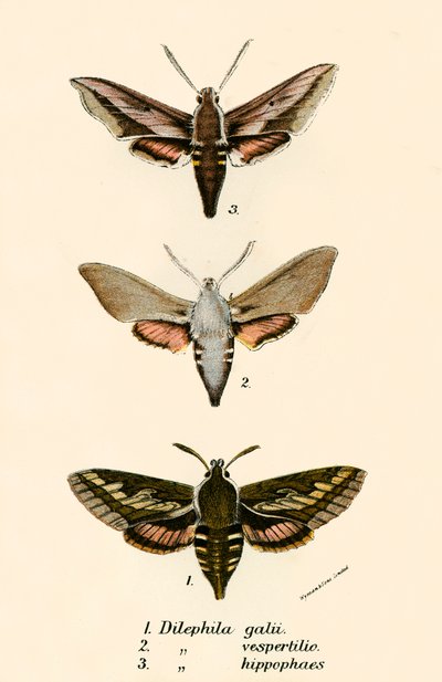 Mariposas de English School