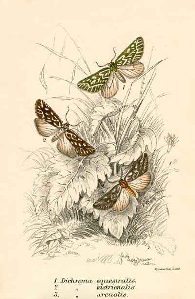 Mariposas de English School