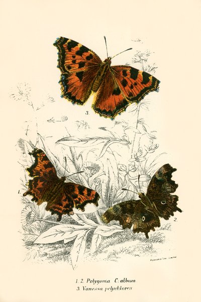 Mariposas de English School