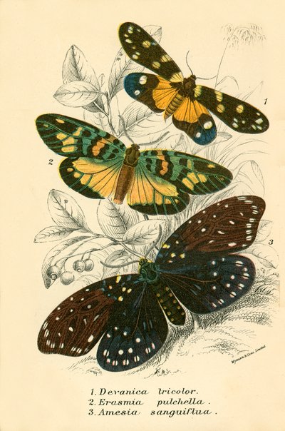 Mariposas de English School