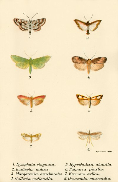 Mariposas de English School