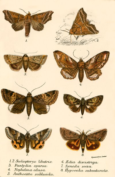 Mariposas de English School