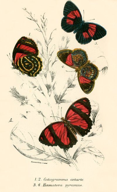 Mariposas de English School