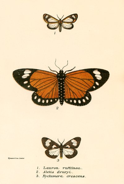 Mariposas de English School