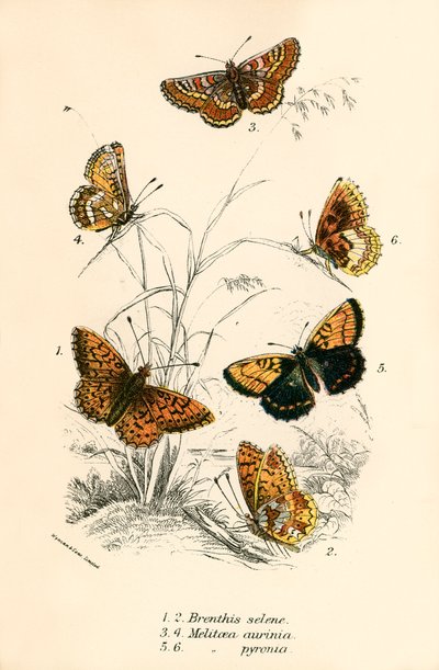 Mariposas de English School