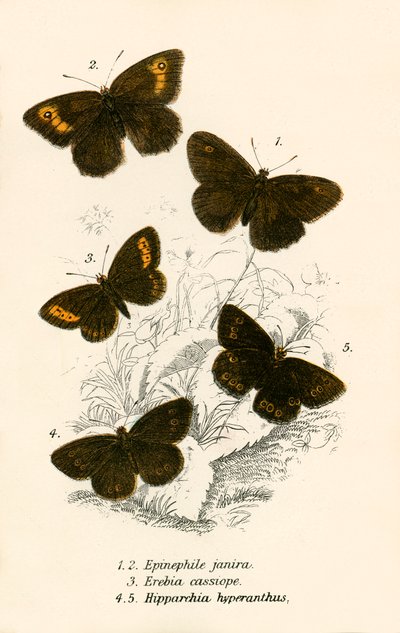 Mariposas de English School
