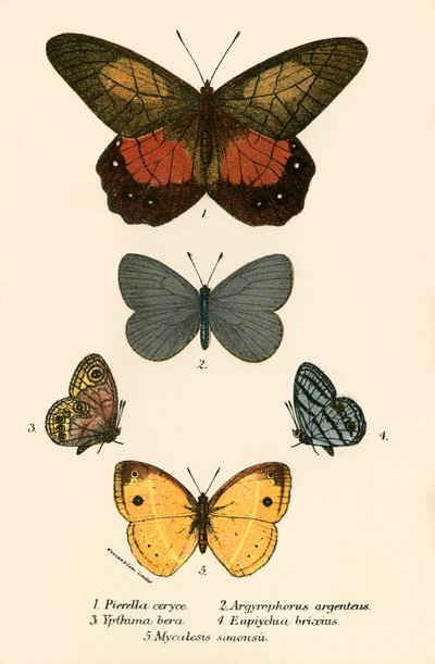 Mariposas de English School