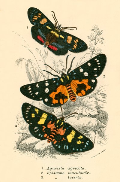 Mariposas de English School