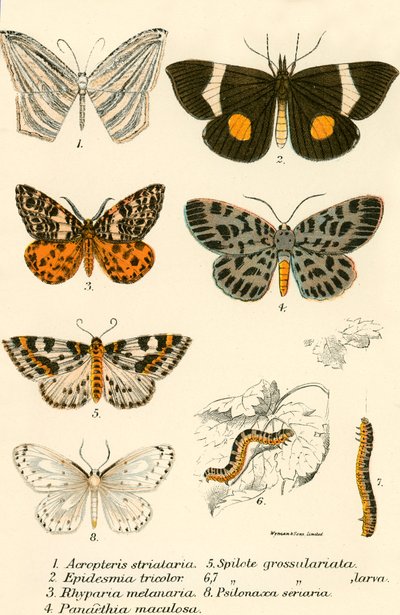 Mariposas de English School