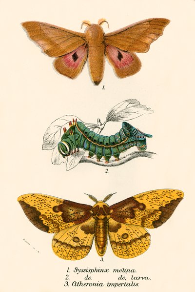 Mariposas de English School