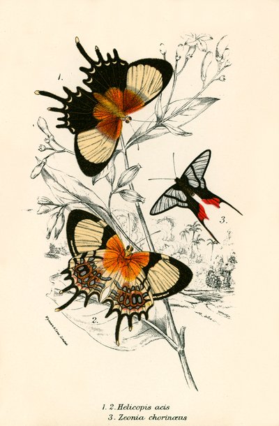 Mariposas de English School