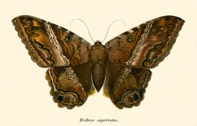 Mariposas de English School