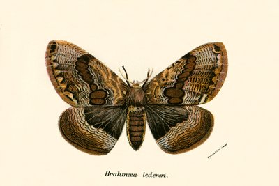 Mariposas de English School