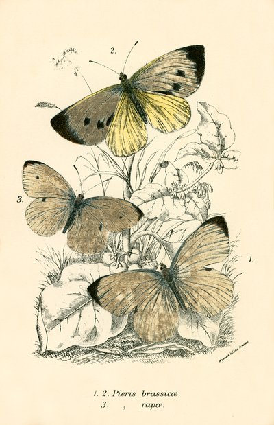 Mariposas de English School