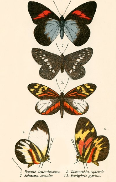 Mariposas de English School