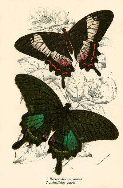 Mariposas de English School
