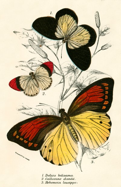 Mariposas de English School