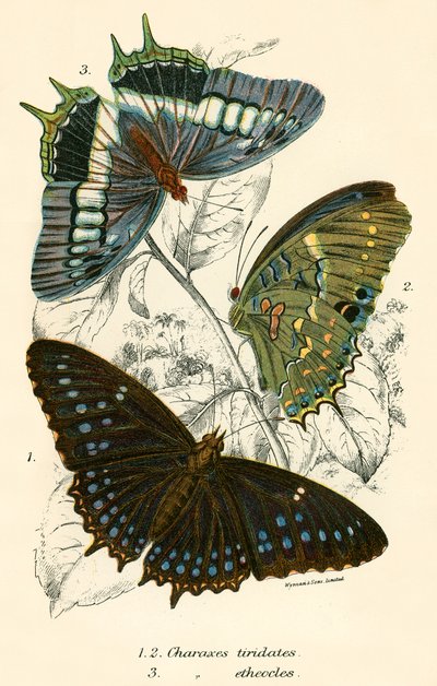 Mariposas de English School