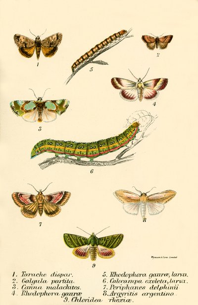 Mariposas de English School