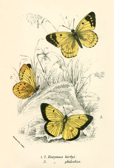 Mariposas de English School