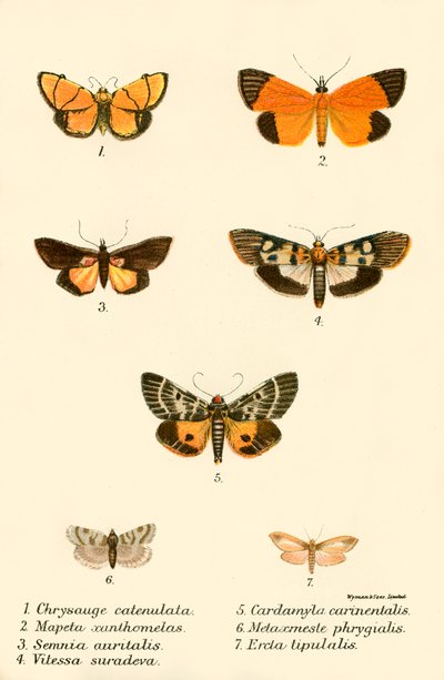 Mariposas de English School
