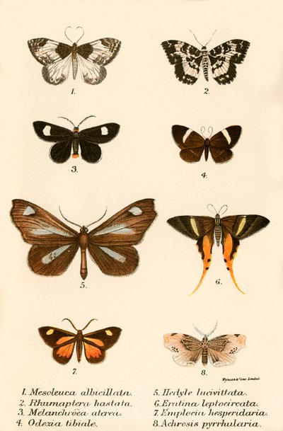 Mariposas de English School